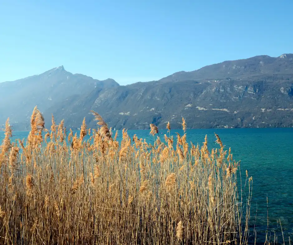 Paysage du lac du Bourget avec des roseaux en premier plan et les montagnes en arrière-plan sous un ciel bleu.